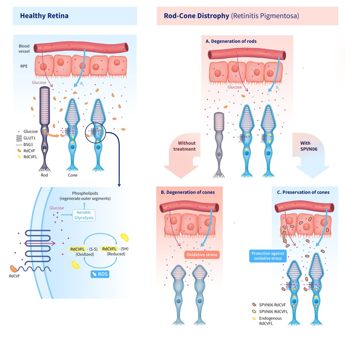 SparingVision tweet media