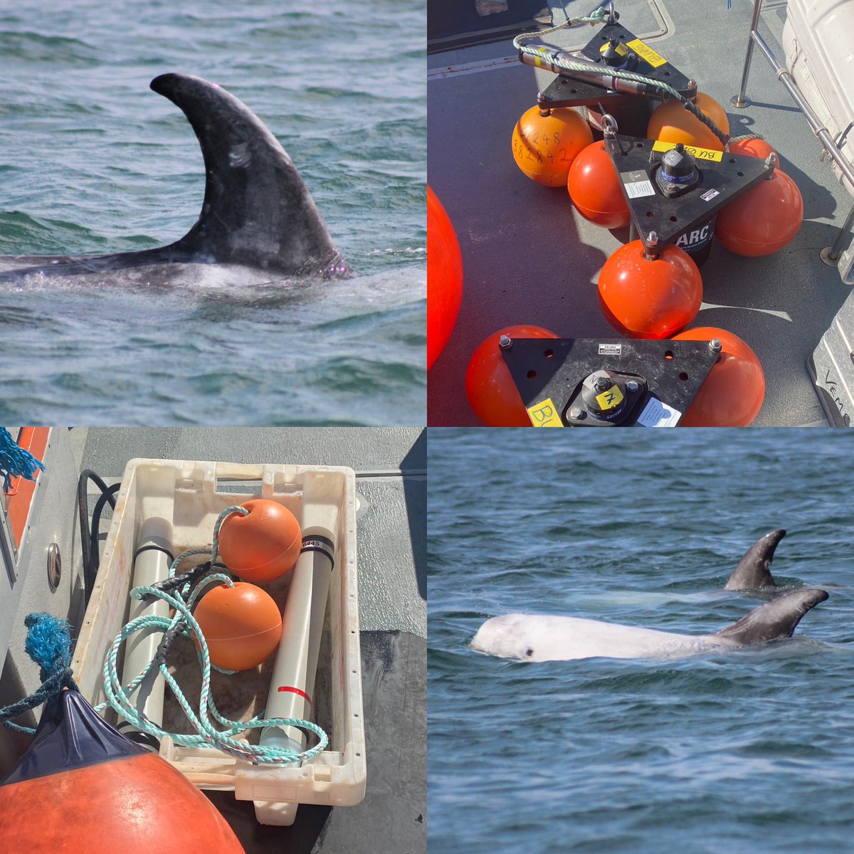 Successful deployment and recovery of passive acoustic recorders for WAMMS (Welsh Acoustic Marine Mammal Survey) collaborating with @NatResWales and @BangorUni to monitor underwaternoise in the North Anglesey Marine MPA 🐬🚢🔊🎧