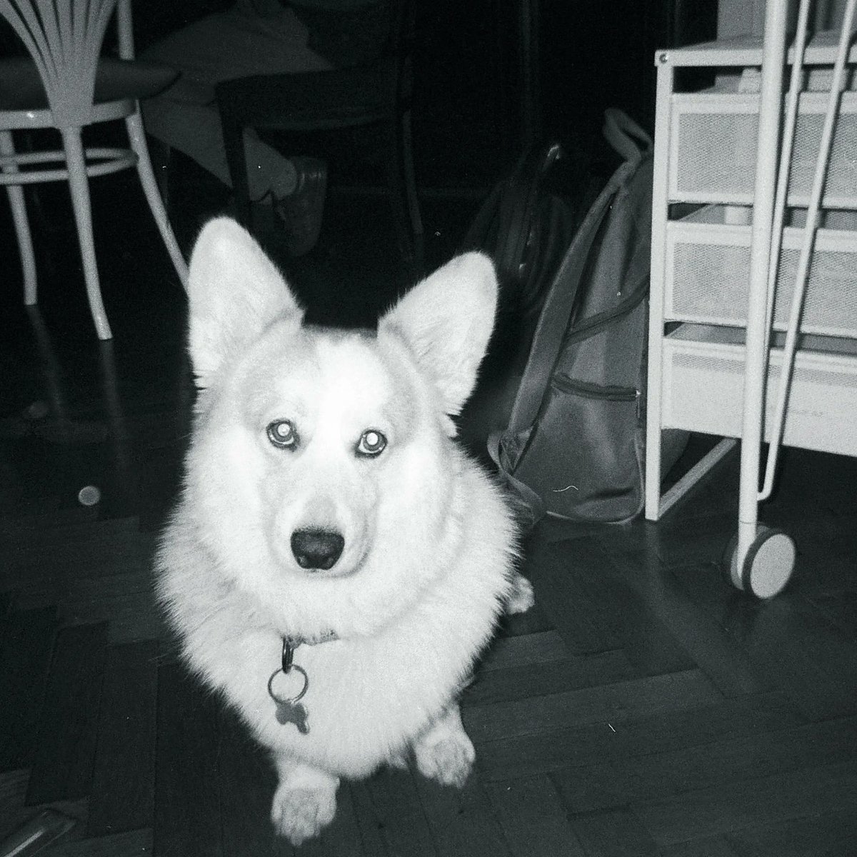 Theodore 👻  Short legs, big impact.