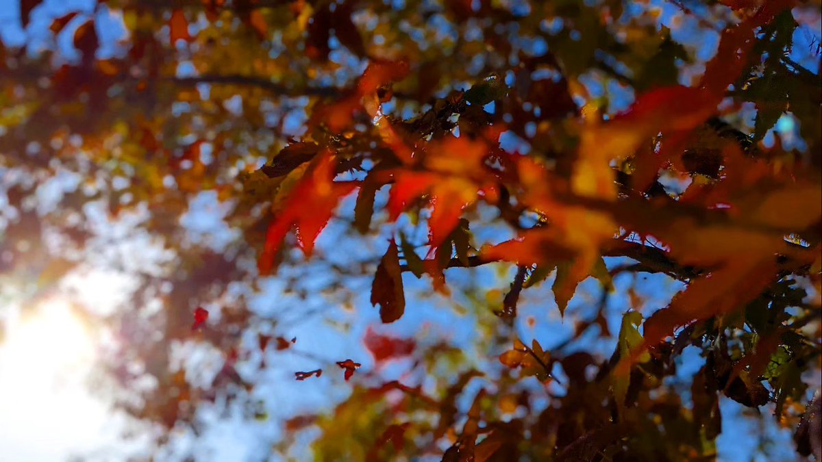 kaaai_camera's tweet photo. 🍁。
#紅葉 #秋
#autumnaltints #leaf #autumn #photography #photo_jpn
#カメラ好きな人と繋がりたい #写真好きな人と繋がりたい #写真撮ってる人と繋がりたい #キリトリセカイ #ファインダー越しの私の世界 https://t.co/1wqe91ej8z
