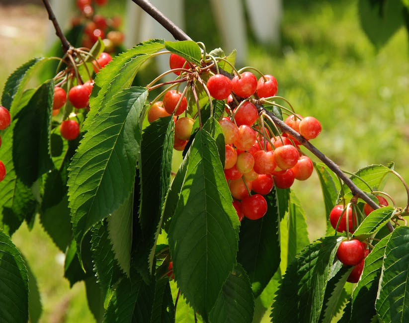Models of sweet cherry cold hardiness have potential application for use as a decision support tool for cold damage management as well as crop site suitability modeling.

#HortScience doi.org/10.21273/HORTS…
<a href="/fos_ubco/">UBC Science Okanagan</a>