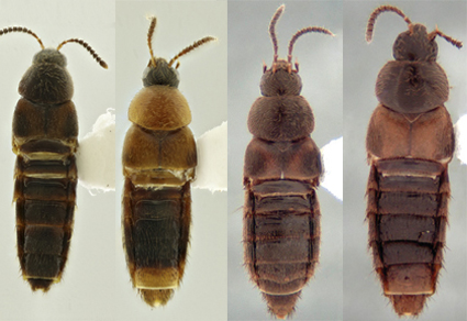 Revision of Brazilian species of Aleochara Gravenhorst of the subgenus Xenochara Mulsant &amp; Rey (#Coleoptera: Staphylinidae: Aleocharinae)
--This study provides a taxonomic revision of the Brazilian species of the subgenus Xenochara.
mapress.com/zt/article/vie…
#Taxonomy