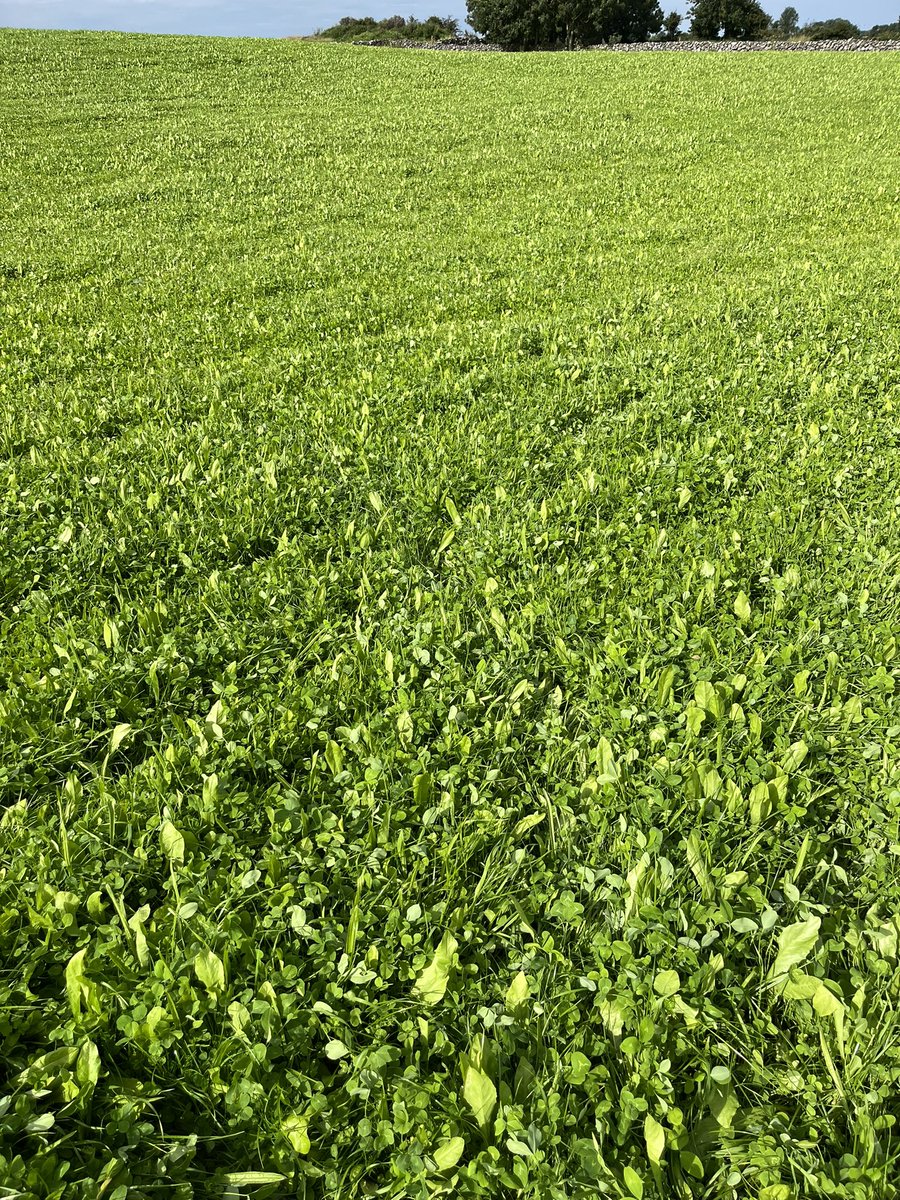 Multi species doin well, sown 8 weeks on Saturday