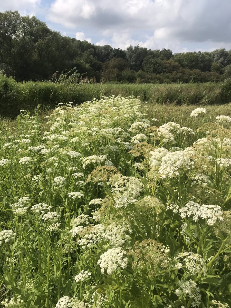 Great-water Parsnip flourishing on the the edge of a pond at a site next to cutteslowe park. Nationally rare and red listed. Absolutely gorgeous.