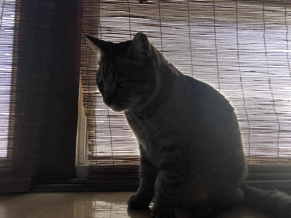 ぢゅの🐈 on X: 