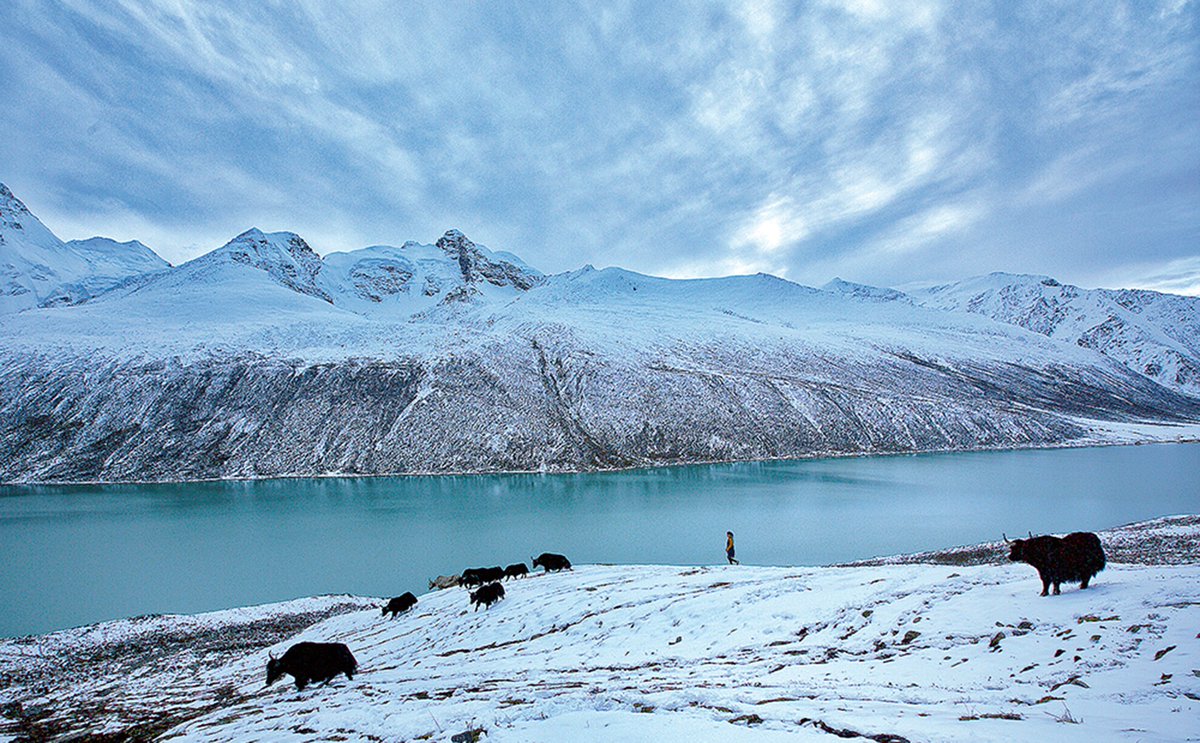 The #Tibetan Plateau, with 2.5 million square kilometers of area, was perceived as ‘one great zoological garden’ by early explorers to the region. Some scientists have compared its known #biodiversity to that of #AmazonRainforest.