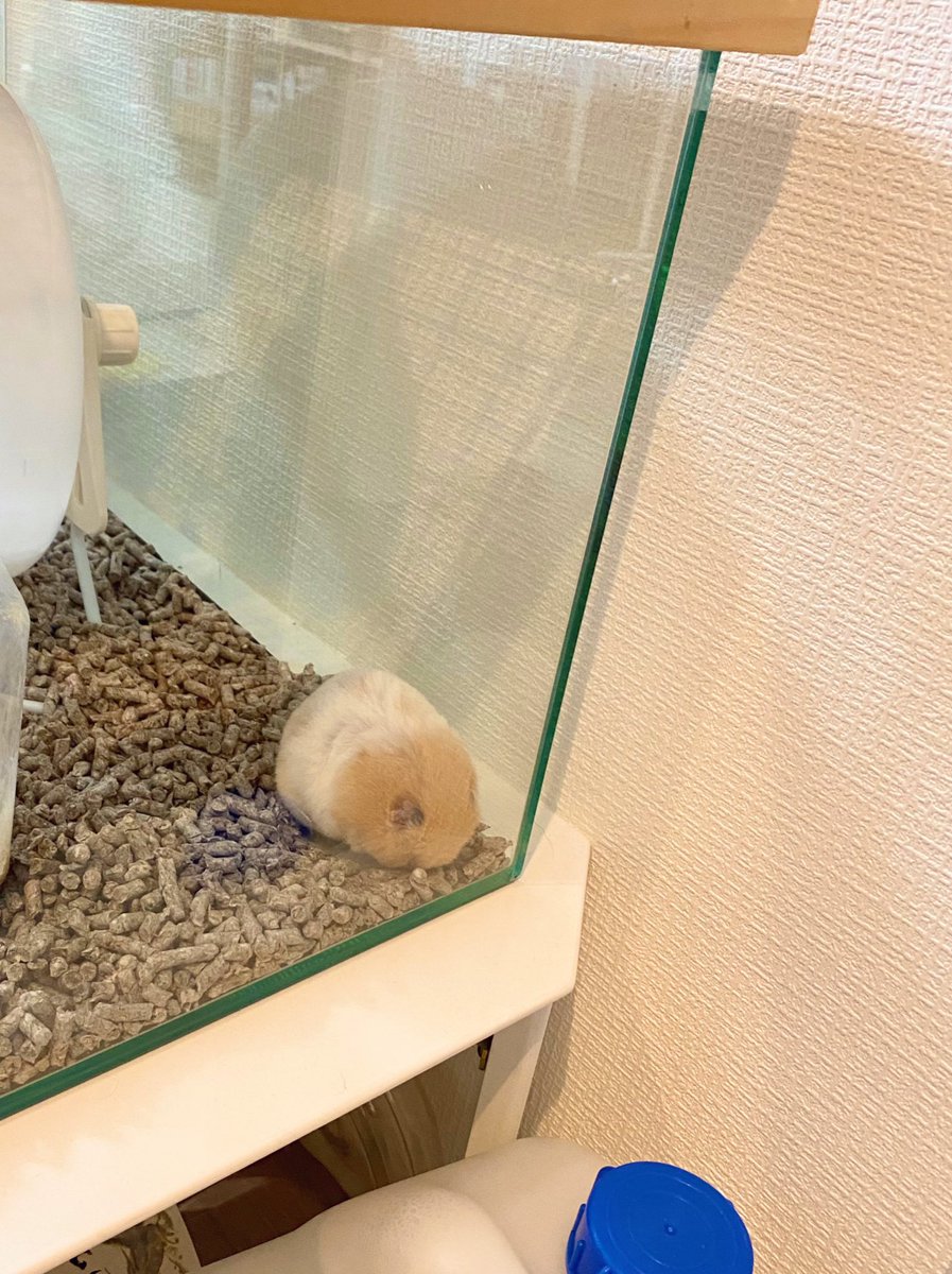 にごう tweet media