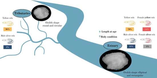 Fishes_MDPI's tweet photo. #Fishes #Editors_Choice
"Regional #PopulationStructure of the #EuropeanEel at the Southern Limit of Its Distribution Revealed by #Otolith Shape Signature" by Ana Moura et al. from University of Porto
https://t.co/JUxiCeDNsz
#Anguillaanguilla #fishbiology #ecosystemvariability https://t.co/7DDxJ6cIQN