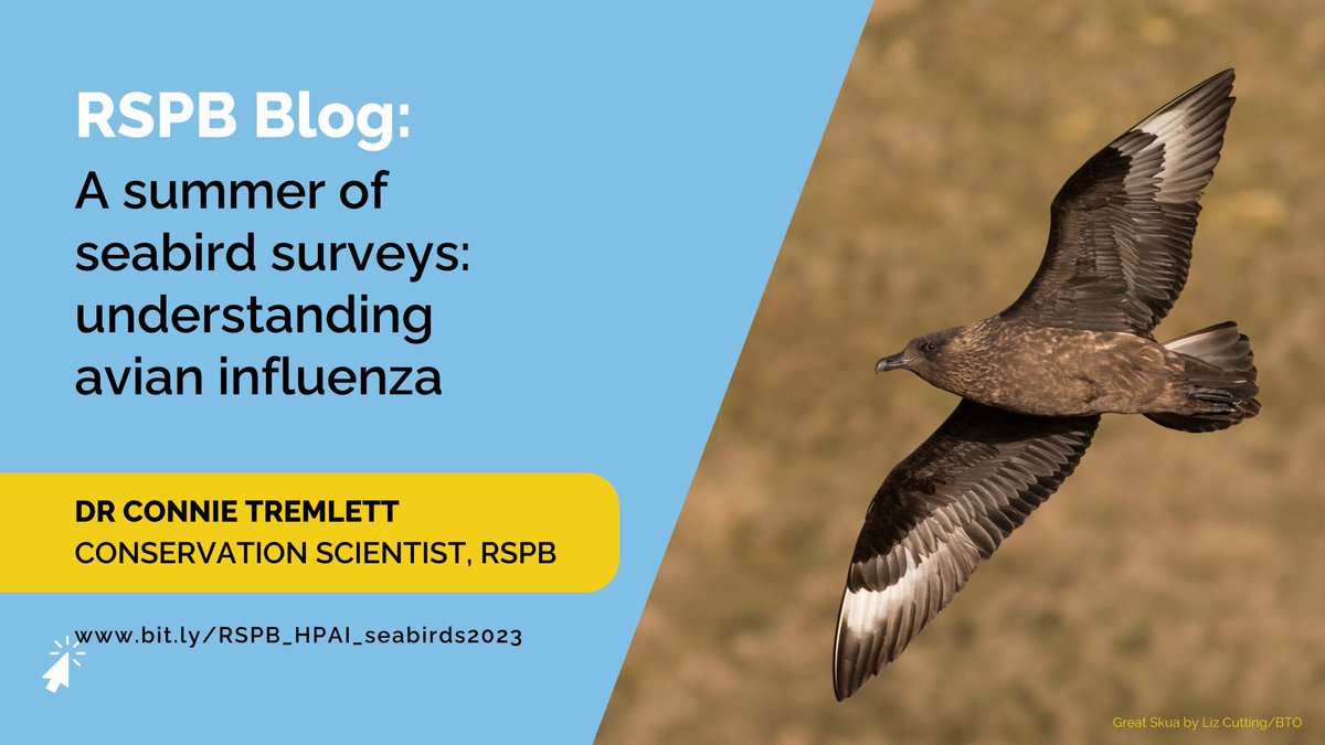A new RSPB blog by @connie_tremlett is out! An update on the additional survey efforts of 2023, coordinated by RSPB and supported by the Seabird Monitoring Scheme, in response to the #HPAI outbreak in #seabirds.

Read it here: bit.ly/RSPB_HPAI_seab…

<a href="/_BTO/">BTO</a> <a href="/JNCC_UK/">JNCC</a> <a href="/RSPBScience/">RSPB Science</a>