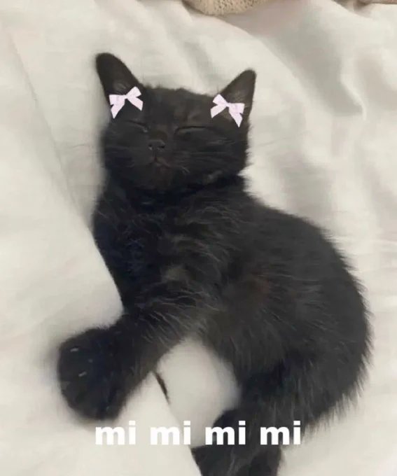 cutebruh's tweet photo. @april5showers eepy cat https://t.co/tGAbB4dVnL