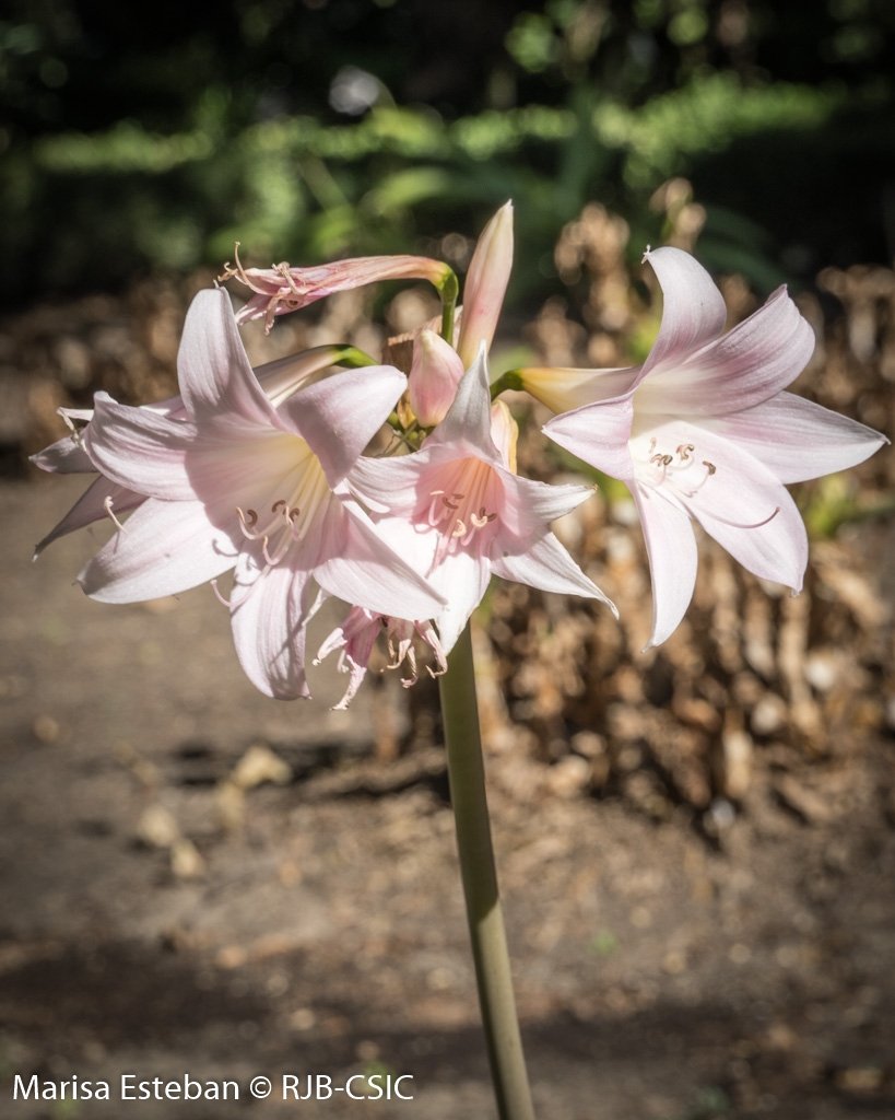 RJBOTANICO's tweet photo. La azucena de San Miguel (Amaryllis belladonna) nos regala su delicado color de rosa entre agosto y septiembre. https://t.co/JdHrJJvzm8