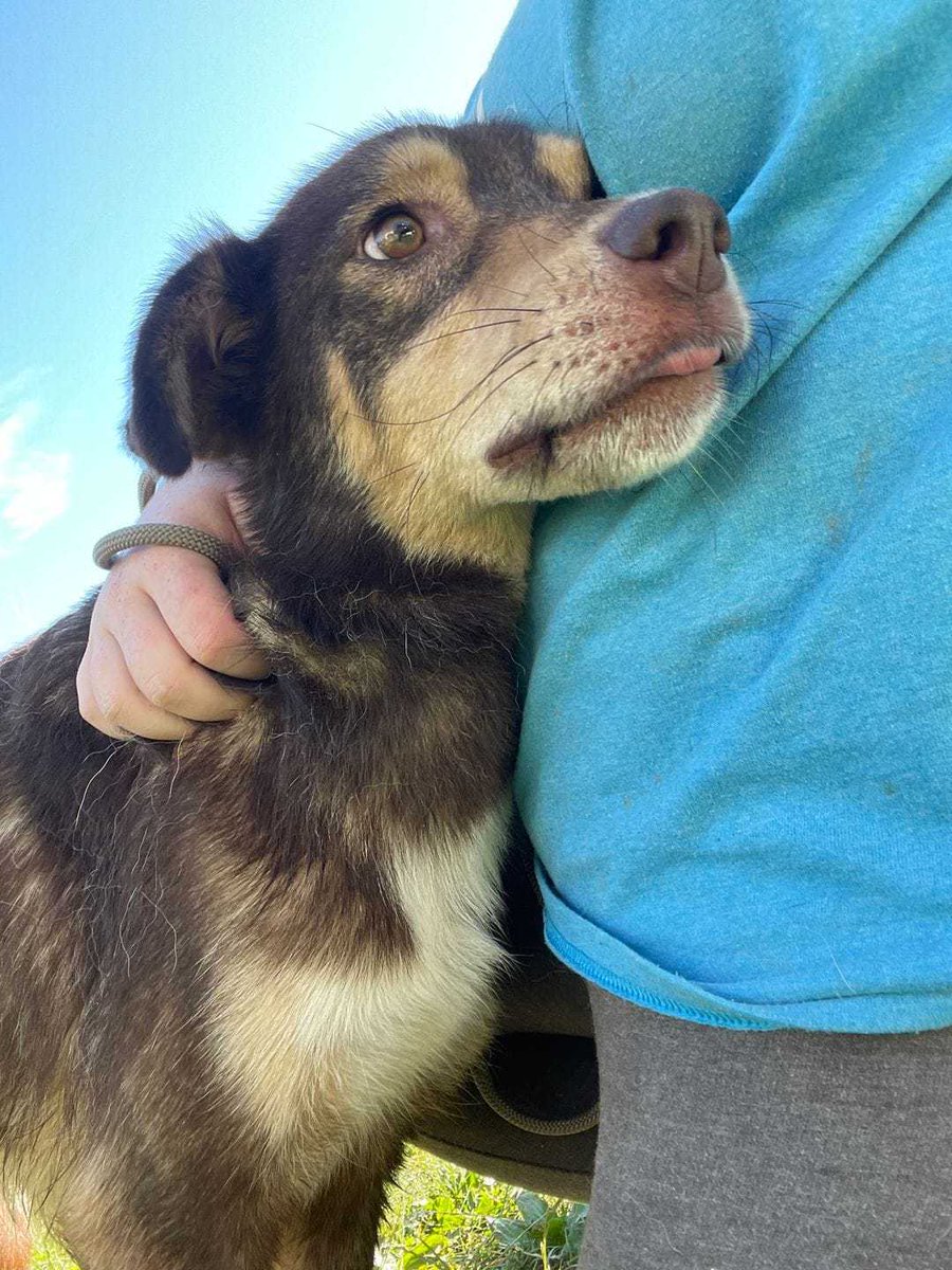 Pawprints2F's tweet image. Hi, I’m Clara and I’ve been in a shelter for aaaages. I don’t know why nobody wants me because I’m very friendly and I can live with other dogs and even cats. 🐾Maybe you’d like me to be your friend? 🤞
pawprints2freedom.co.uk/adopt

#AdoptDontShop #adoptme #rescueme #adoptable