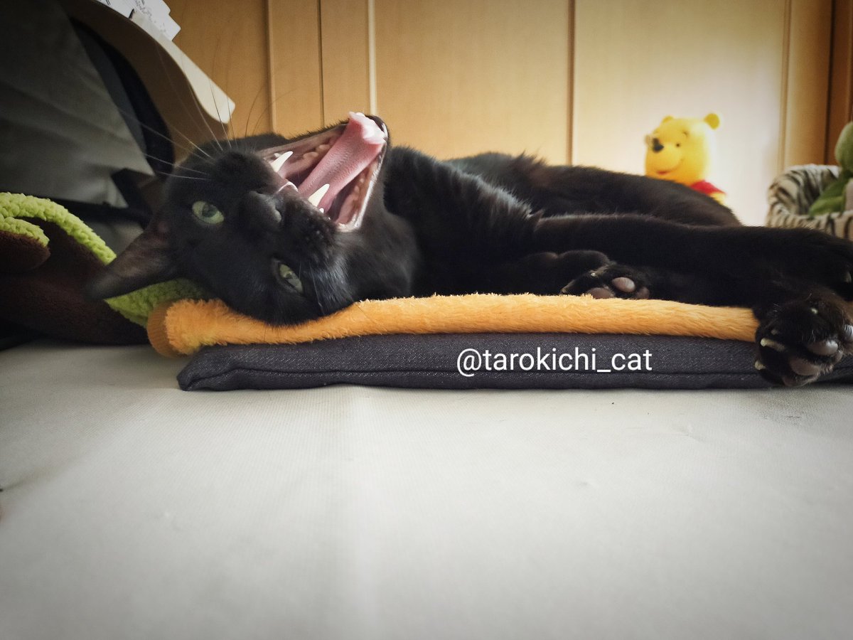 tarokichi_cat's tweet photo. #黒猫感謝の日 

うにゃー https://t.co/7IF17eXPq6