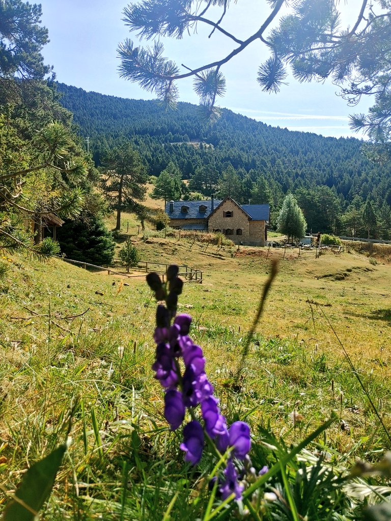 La Tora Blava floreix a prop del Xalet-Refugi #RasosdePeguera #Berguedà

⚠️ No la toqueu, és de les plantes més tòxiques del Pirineu/Prepirineu

👣 Dóna nom a la ruta q uneix Berga amb 4 refugis: <a href="/refugirasos/">Xalet-Refugi Rasos de Peguera</a> <a href="/RefugiEnsija/">Refugi serra Ensija</a> <a href="/LluisEstasen/">Lluís Estasen</a> i #MolídeGósol

🔗 torablava.cat