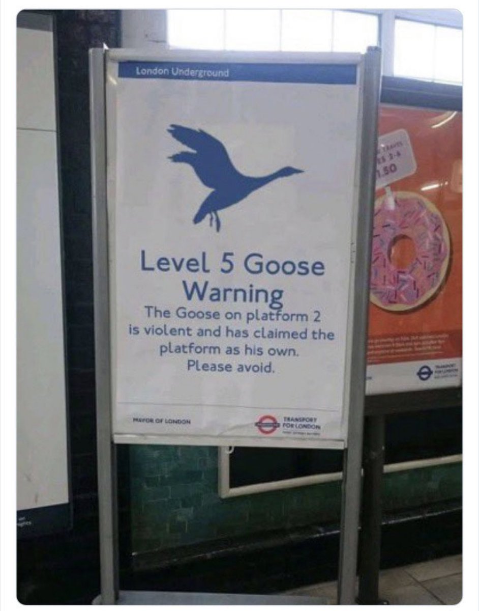 Good lord. Never seen a goose warning reach level 5 before.