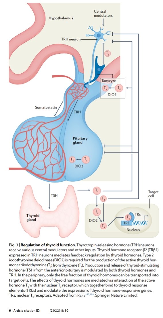 giorg_kyriakos's tweet photo. 📌 Regulation of #thyroid function

 Ref. 🖇️ https://t.co/c2q4DNH6bR

#EndoTwitter #MedTwitter #MedEd #Physiology https://t.co/e0XBCyGyr5