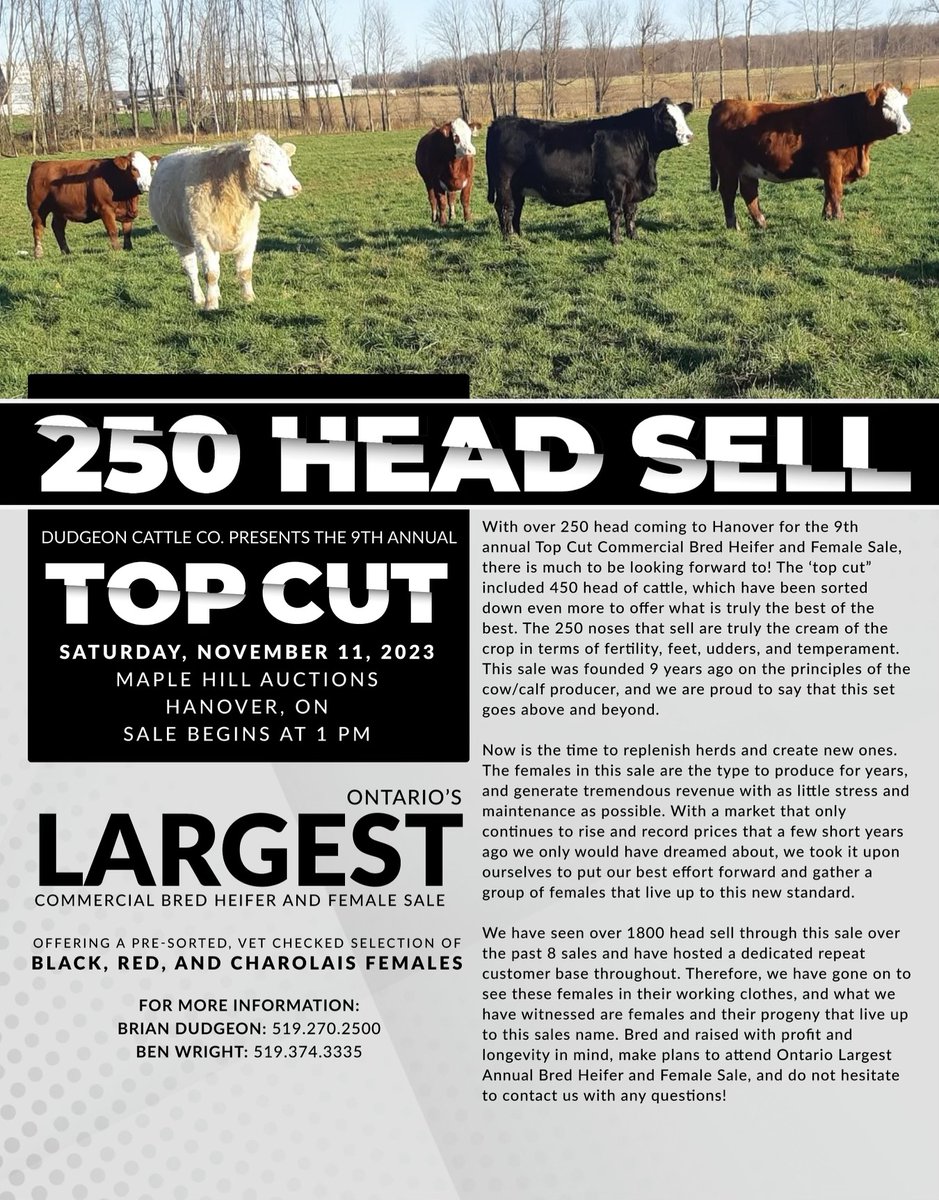 Stop by anytime and view them. Hfrs in pic sold in ladt yrs sale!