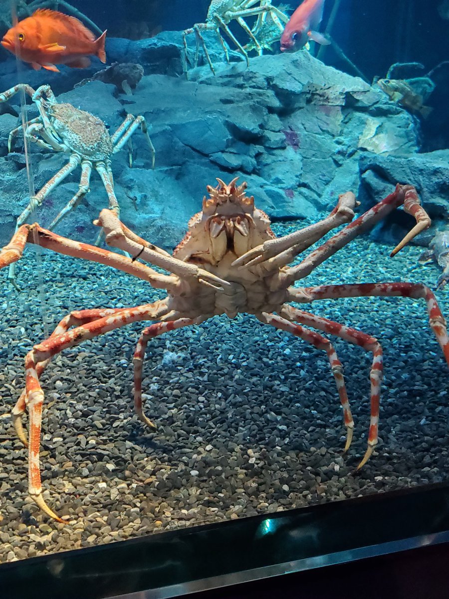 mtg0720's tweet photo. 今日は家族で海遊館行って来ました。楽しかったぁ～！！ https://t.co/WOSkoED5Nx