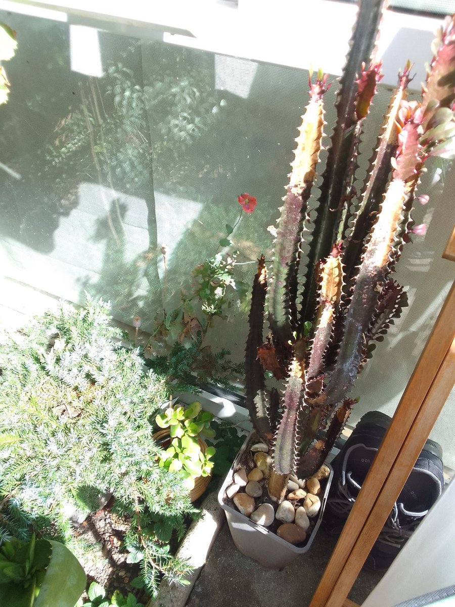 Fawzia Muradali Kane tweet media