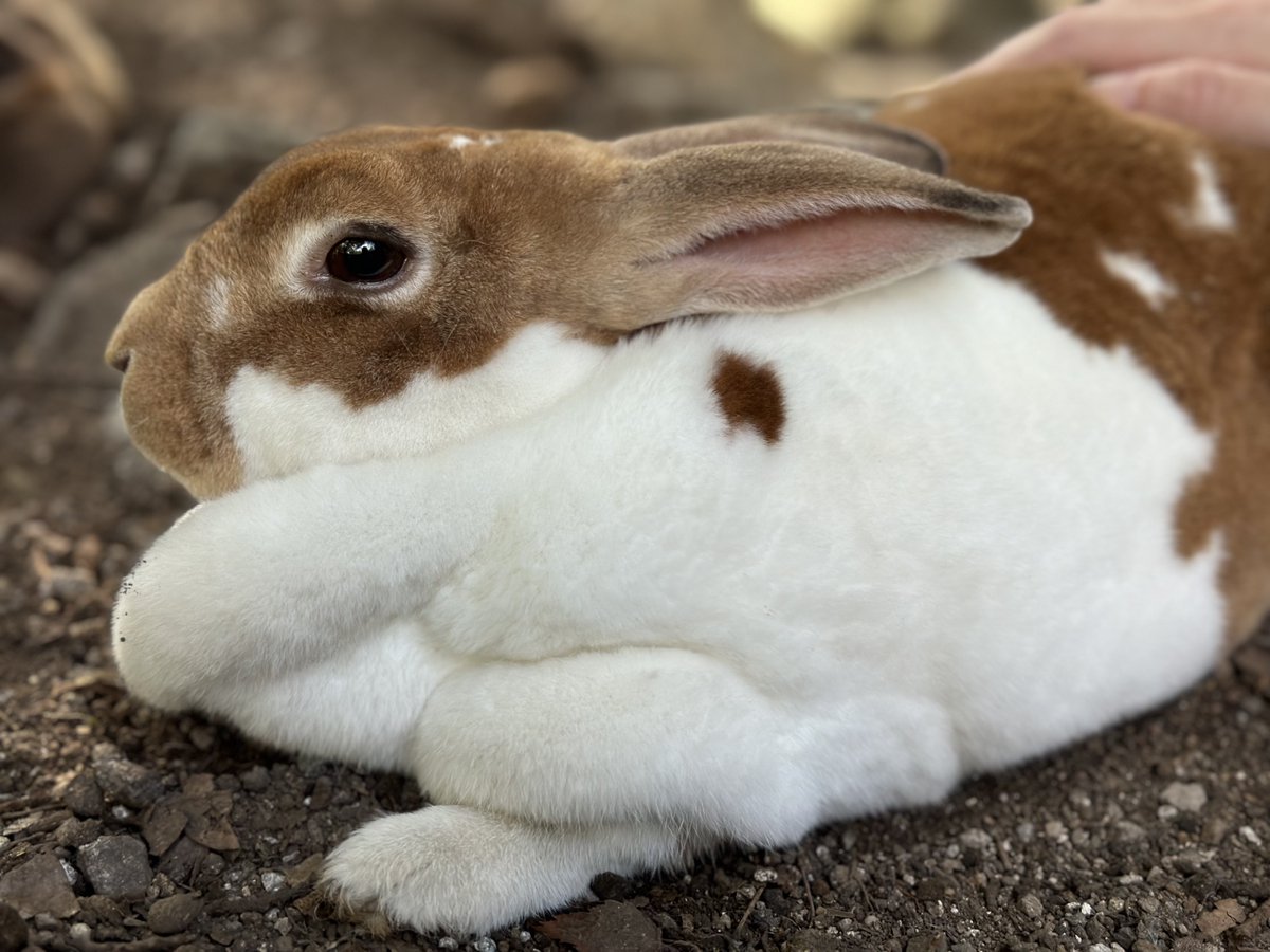 as (@aspoyonn) on Twitter photo 