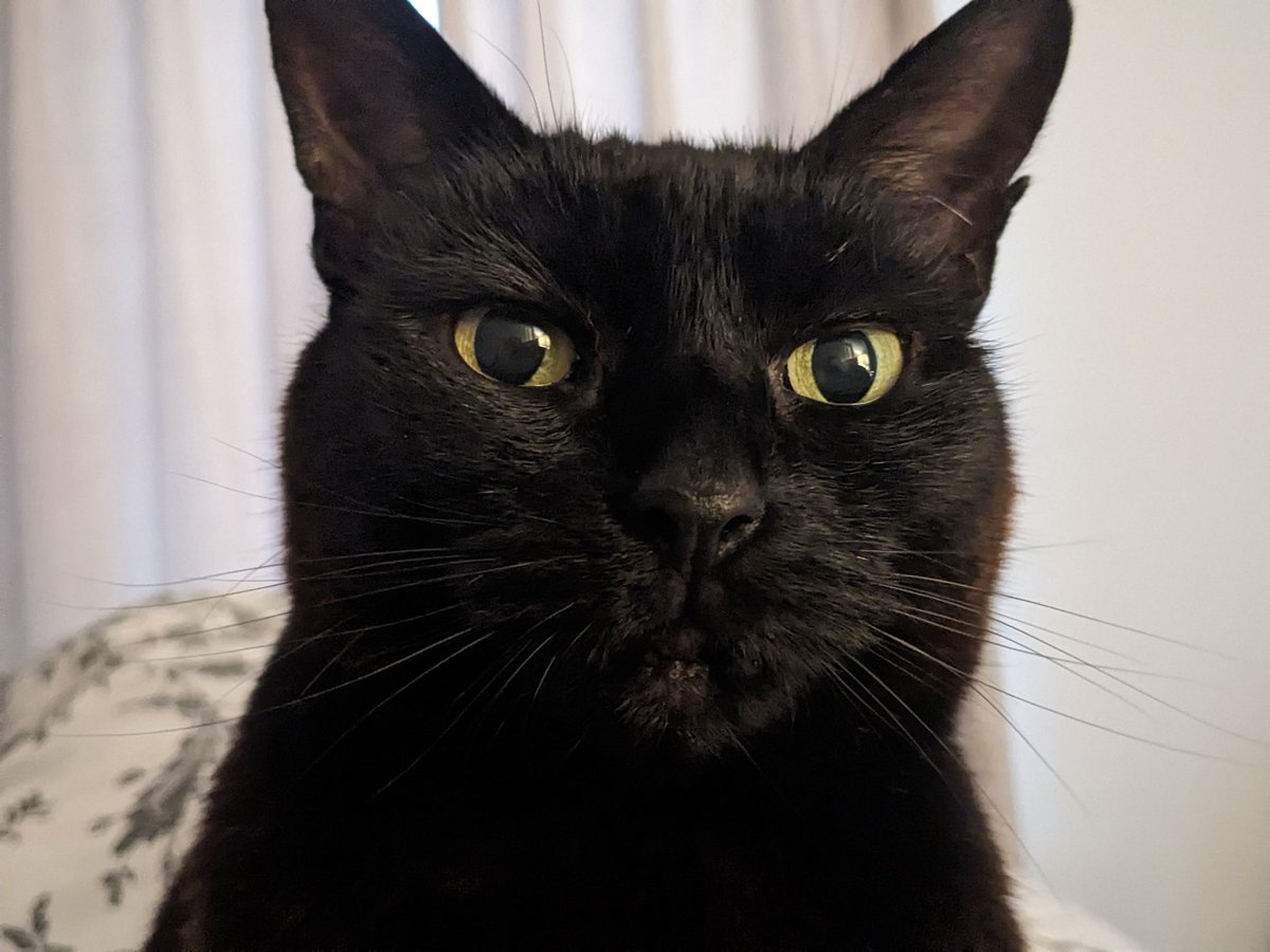 alittlebitofLiz's tweet photo. Me: Giving online presentation.
Door shut
Cat: YOU HAVE ABANDONED ME. I AM FOREVER ALONE.
Open door
Cat: But why would I want to talk to you?
#ClassicCat https://t.co/JkBIfn3RgJ
