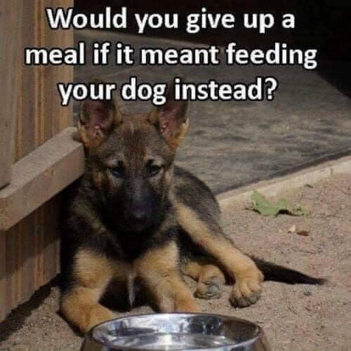 This beautiful, majestic German Shepherd..