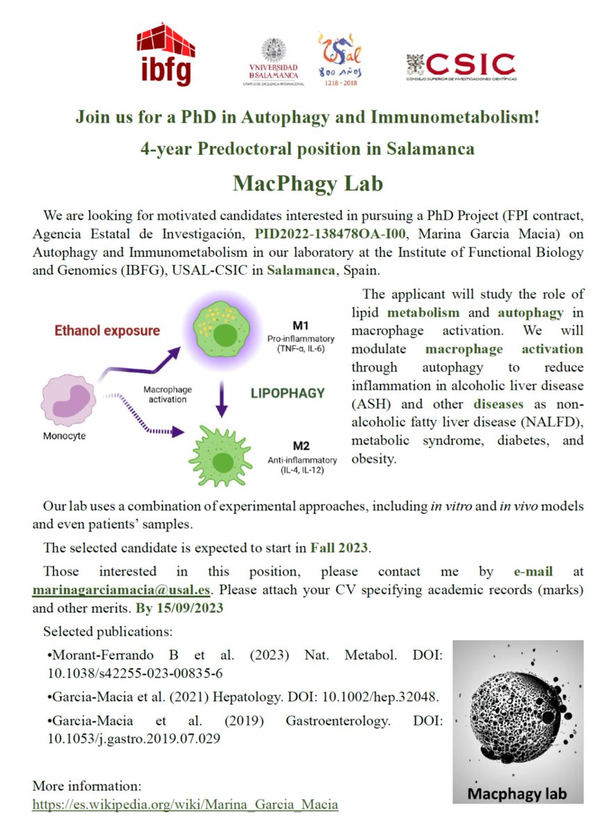 #JobAlert We are looking for candidates for a 4-year contract to do the PhD in #MacPhagyLab don't miss this opportunity to learn a lot about #Autophagy #Metabolism to cure inflammatory diseases using different models!! And is in #Salamanca Please RT and spread the word! <a href="/ibfg_es/">IBFG</a>