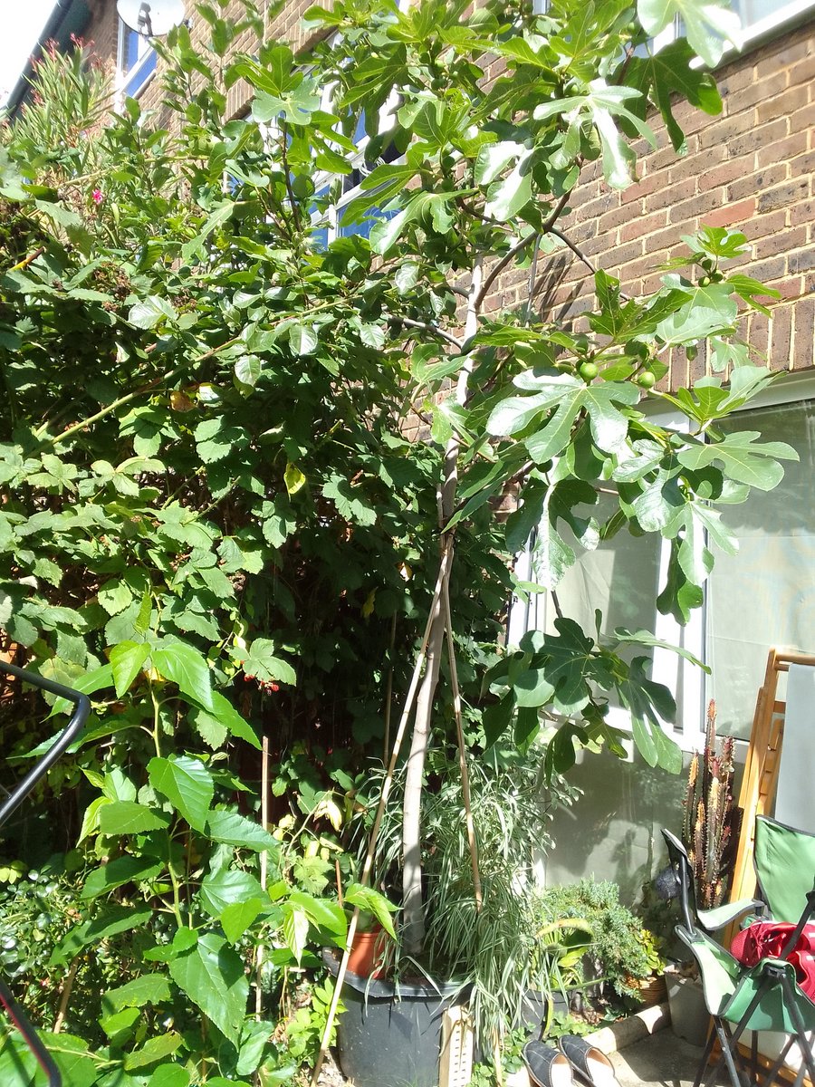 Fawzia Muradali Kane tweet media