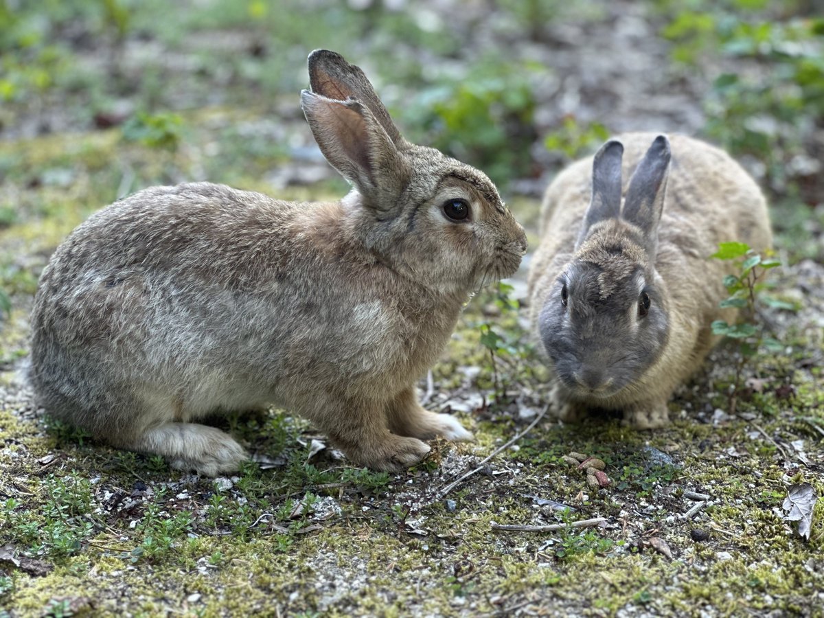 as (@aspoyonn) on Twitter photo 