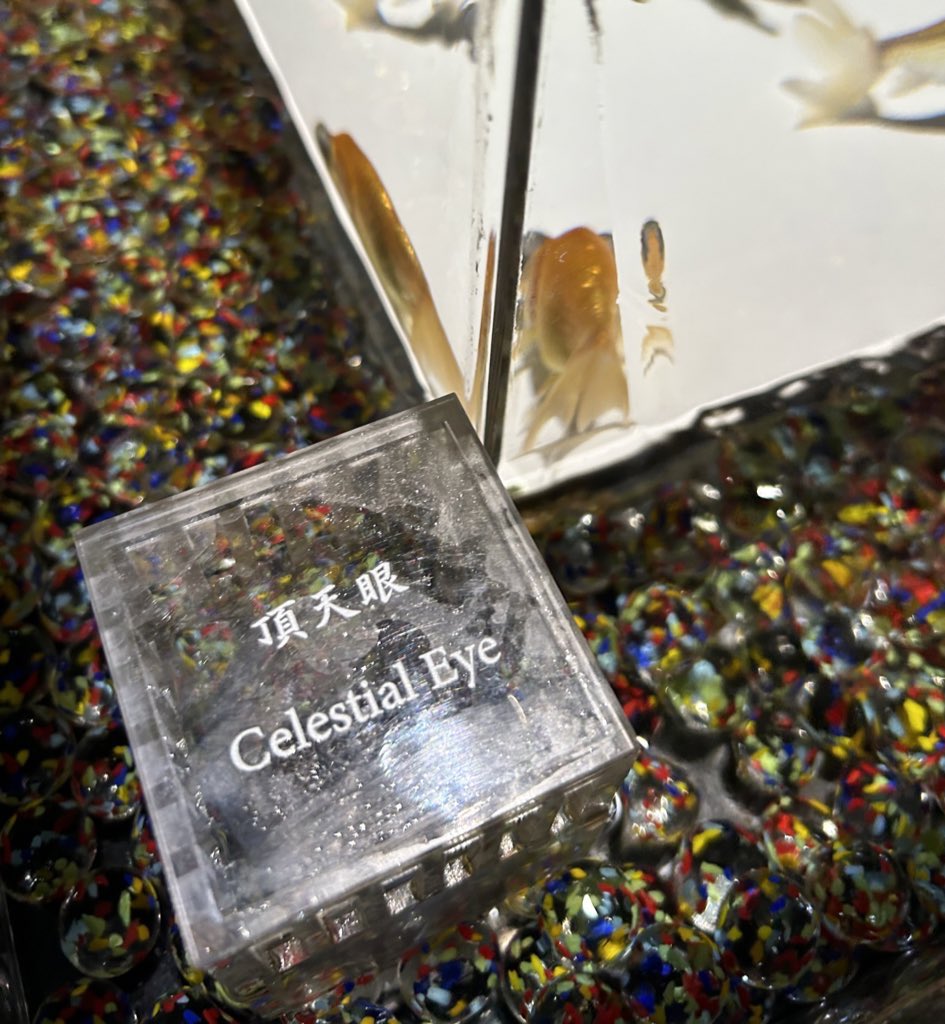 hananeko_musica's tweet photo. 涼、邂逅。

こちらを観察していた子。
可愛かった！

#アートアクアリウムフォトコン2023夏
 #アートアクアリウム 
 #頂天眼
 #CelestialEye https://t.co/t0RDGO043q