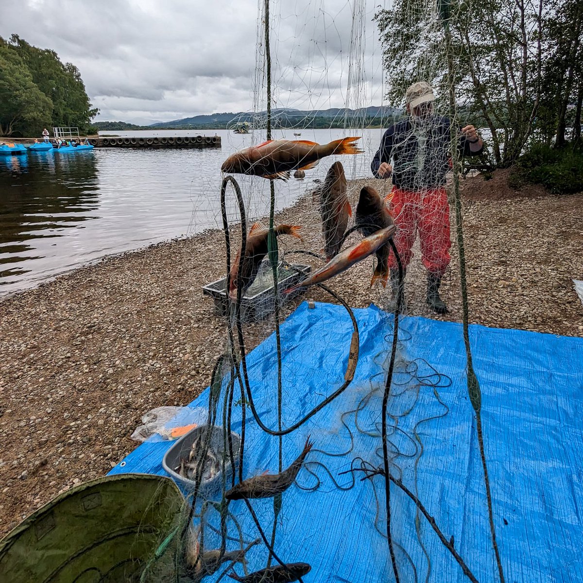 This week we have been conducting a netting survey, to investigate reports of non-native Perch in Loch Insh. 

Unfortunately, our team have found Perch.

This finding is a concern as this will put increased pressure on our iconic Atlantic Salmon & Sea Trout.

#WildSalmonFirst