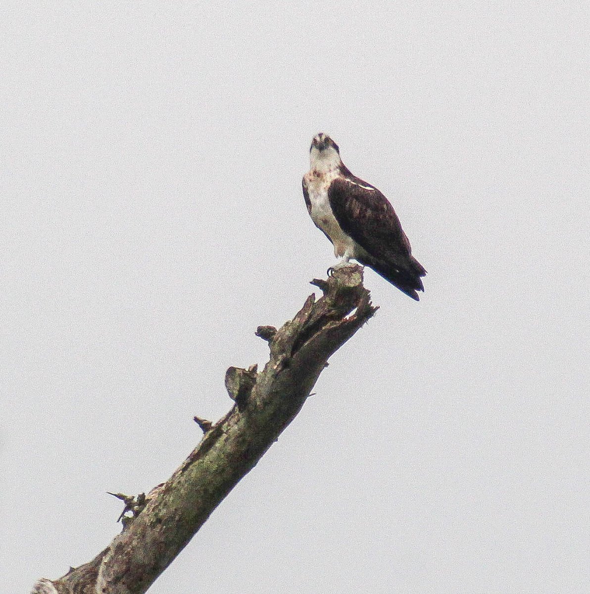 TF . PHOTOGRAPHY tweet media