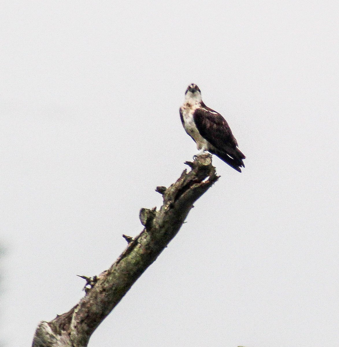 TF . PHOTOGRAPHY tweet media