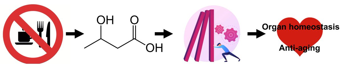 Dr. @sadoshju commented on the article from Dr. Benjamin et al. that further investigation of the downstream mechanism by which BHB and HDAC1 inhibition protect the heart against stress may help to protect the #heart against #myocardialinjury.
cardiovascularaging.com/article/view/5…