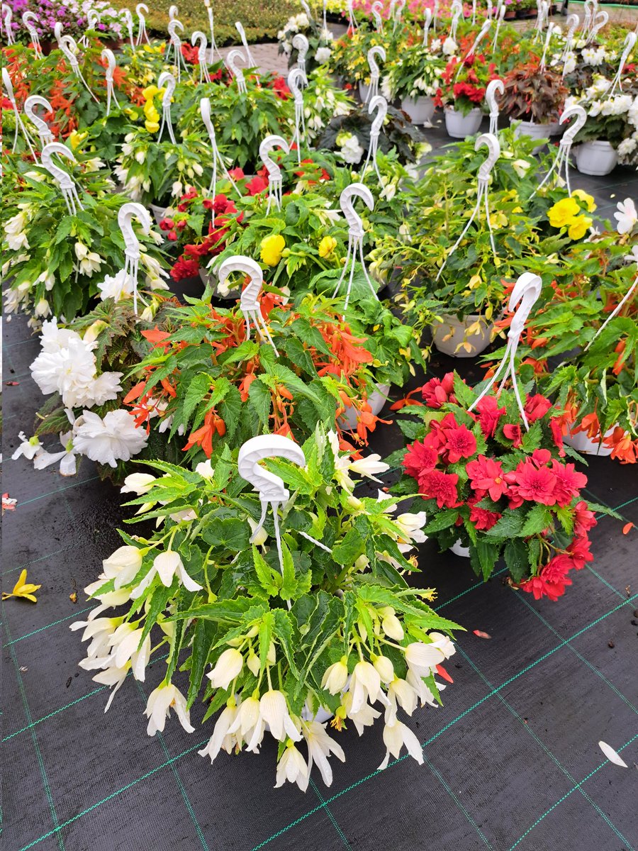 Maxiflor_Lda's tweet photo. #maxiflor #maxiflorlda https://t.co/4JDobRumLh