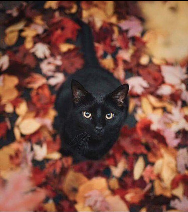 frome_maude's tweet photo. #BlackCatAppreciationDay is 17 Aug. Black cats are amazing! In #Wales they bring good luck to the home as they chase all ills away” &amp; in #Scotland if a black cat shows up at your front door, it is a sign that wealth is coming your way! #FolkloreThursday #CatsOfTwitter #Caturday https://t.co/oNBJi75QOM