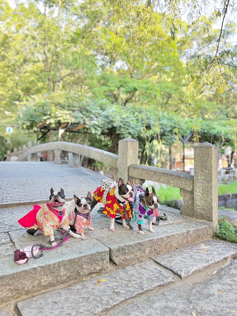 sizque's tweet photo. 朝活ってやつです。涼しい5時台に集合して神社を浴衣でさんぽ。アー写みたいやつとめちゃくちゃ可愛い決定的瞬間撮れた。(ガブリされてる方がうちのいぬです遊びで問題なしです) https://t.co/bL6hs18v5X