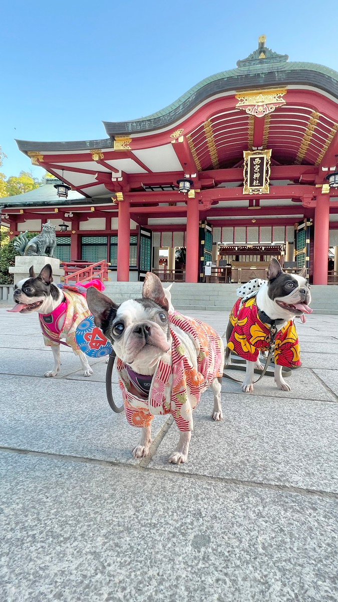 sizque's tweet photo. 朝活ってやつです。涼しい5時台に集合して神社を浴衣でさんぽ。アー写みたいやつとめちゃくちゃ可愛い決定的瞬間撮れた。(ガブリされてる方がうちのいぬです遊びで問題なしです) https://t.co/bL6hs18v5X