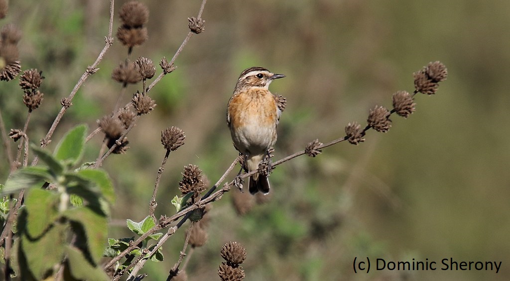 RSPB Science (@rspbscience) on Twitter photo Early life conditions influence fledging success and subsequent local recruitment rates in a declining migratory songbird, the Whinchat
NEW PAPER by <a href="/ChayAnimalFacts/">Chay Halliwell</a> et al in <a href="/WileyEcolEvol/">Wiley Ecology & Evolution</a> bit.ly/44hQ210 #Ornithology | @piedflynet <a href="/davidjtdouglas/">David Douglas</a> <a href="/GeltsdaleRes/">Stephen W</a> Early life conditions influence fledging success and subsequent local recruitment rates in a declining migratory songbird, the Whinchat
NEW PAPER by <a href="/ChayAnimalFacts/">Chay Halliwell</a> et al in <a href="/WileyEcolEvol/">Wiley Ecology & Evolution</a> bit.ly/44hQ210 #Ornithology | @piedflynet <a href="/davidjtdouglas/">David Douglas</a> <a href="/GeltsdaleRes/">Stephen W</a>