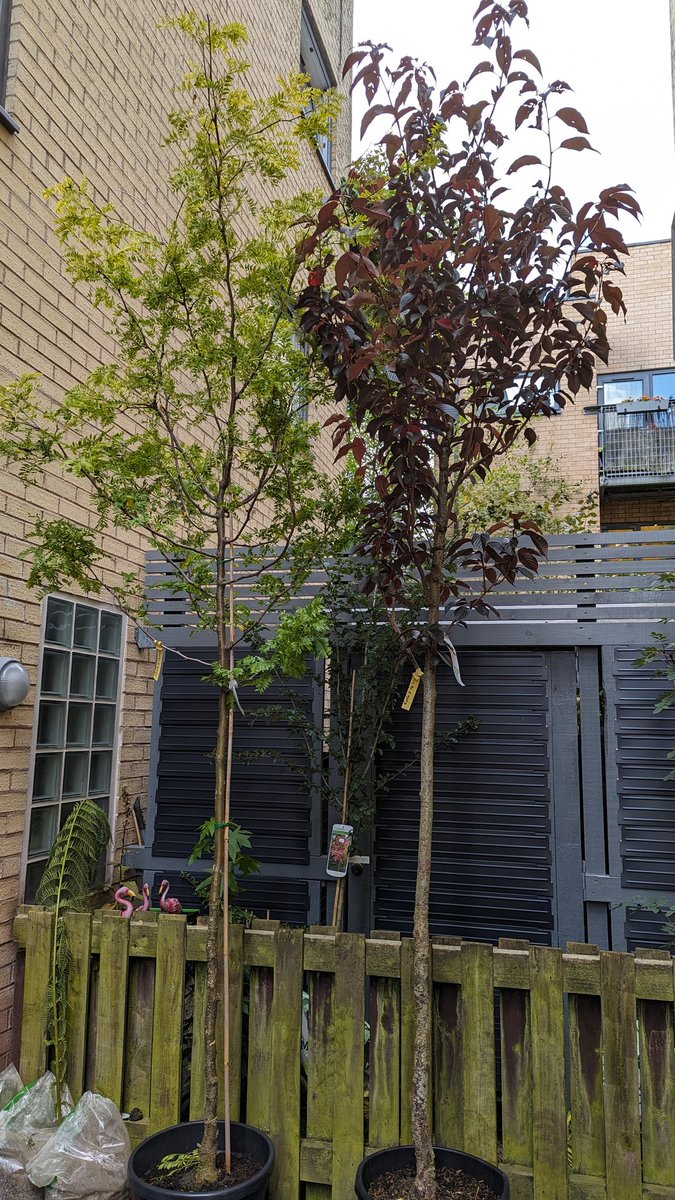 HStMNF's tweet photo. They've arrived! The #trees for the apartment block phase of our #streetgreening project are here! Excited! #togetherforourplanet https://t.co/N4ZSFQGSiy