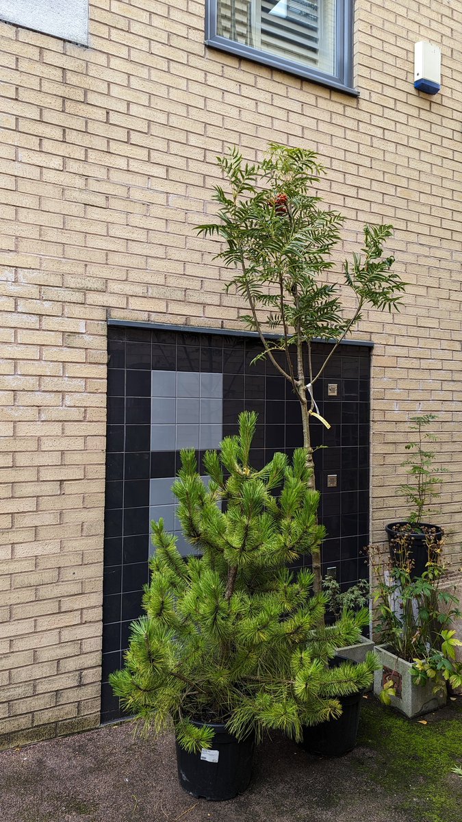 HStMNF's tweet photo. They've arrived! The #trees for the apartment block phase of our #streetgreening project are here! Excited! #togetherforourplanet https://t.co/N4ZSFQGSiy