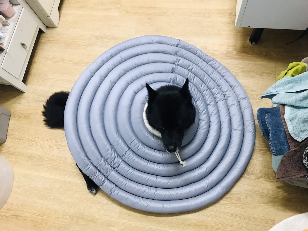 doremi_dog's tweet photo. 핑크 넥카라 5년 쓰고 올해초 버리고 
새로 산 넥카라...!! 
너무 크닷..!!!!
🥺❗️ https://t.co/1i1ujWPvYF
