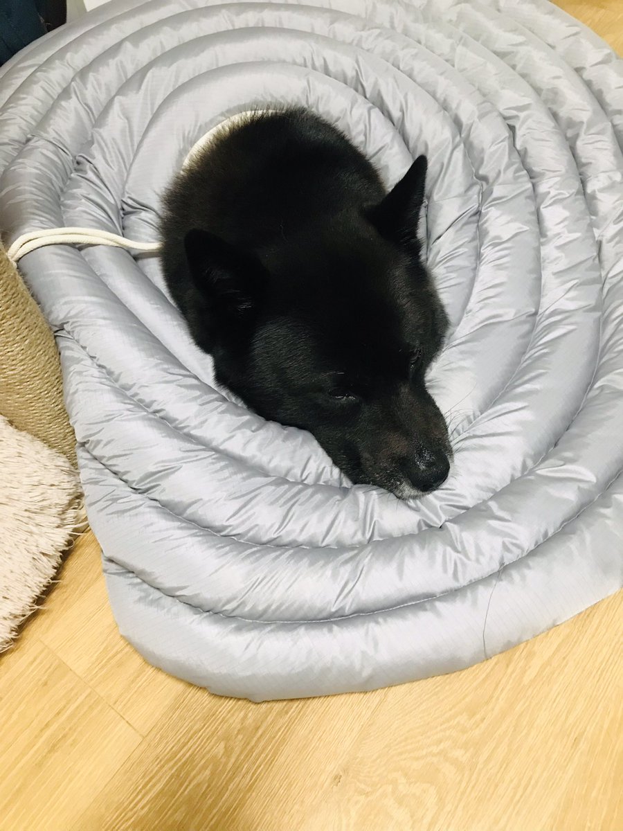 doremi_dog's tweet photo. 확실히 입은 안 튀어 나오는데.. 너무 불편해 보여...... 한두 사이즈 작은거 살걸 그랬나 ㅠ https://t.co/cX5YBcRefN