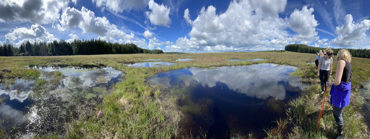 NatResWales's tweet photo. Llygod pengrwn y dŵr, gweision y neidr a’r migwyn yn ffynnu ar fawndir a adferwyd (12-18 mis yn ôl) ar Figyn Blaen Brefi & Carn Fflur #Tywi.
Gwych gweld #AdferMawndirCymru yn llwyddo a’r cydweithio â Thîm yr Amgylchedd Ceredigion @NatResWales.
#NaturUwchCarbonIs
@NewidHinsawdd https://t.co/n8kwYdcLpB
