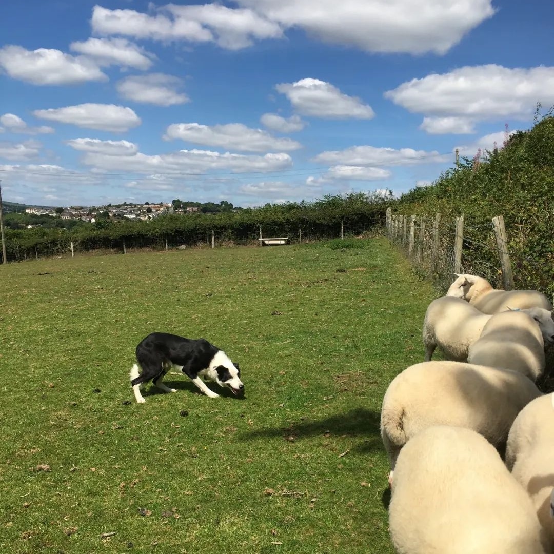 🐾👀🐑Back by popular demand following his appearance last year, sheepdog Mac will be visiting us with his flock of sheep &amp; handler Ruscombe Jones to  give you a demonstration of the skills he uses everyday as a working sheepdog.
Mac is expected to be in the main ring at 14:30.