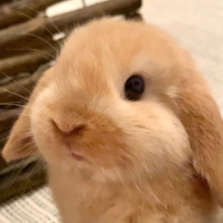 bunkoo pics !! 🐰💜 tweet media