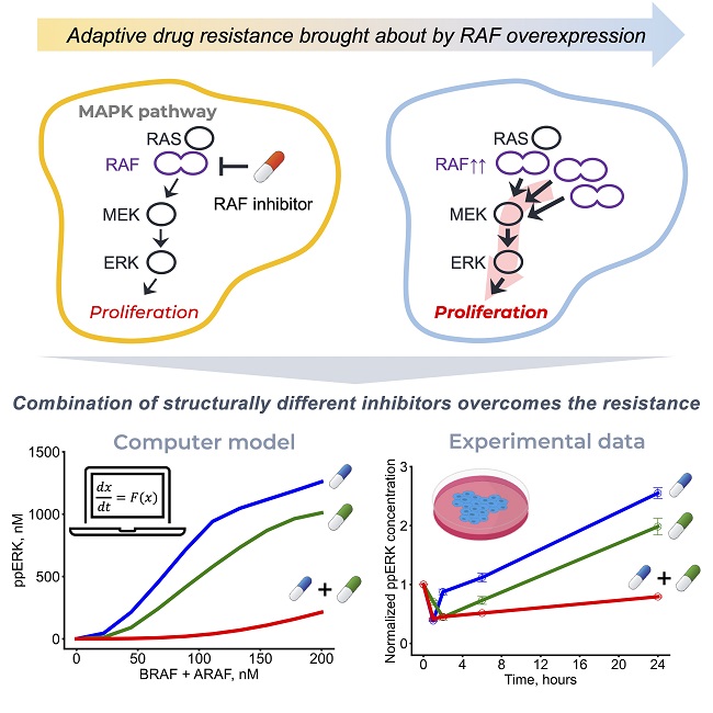 sysbioire's tweet image. New #SBIblog comes from @hiroaki_imoto, a postdoctoral researcher in the Kholodenko Group. Hiroaki shares a summary of the group&apos;s collaborative work on RAF inhibition &amp;amp; regulation in cancer, recently published in @Biomol_MDPI. 
@UCDMedicine  @osaka_univ_e
ucd.ie/sbi/news/blog/…