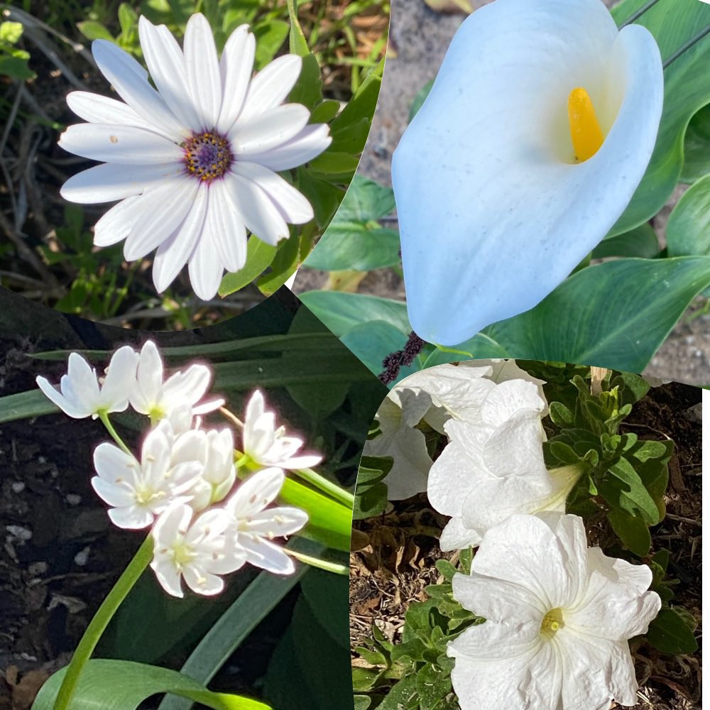 gatvolinthecity's tweet photo. #thursdayflowers #colourfulthursday  #flowersonthursday #flowerphotography https://t.co/LbO4jy4D5T