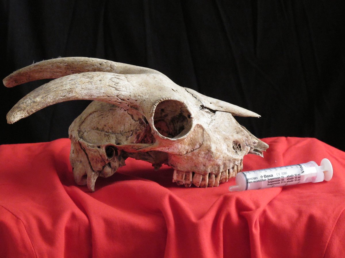 CARMEN CAMÍ tweet media