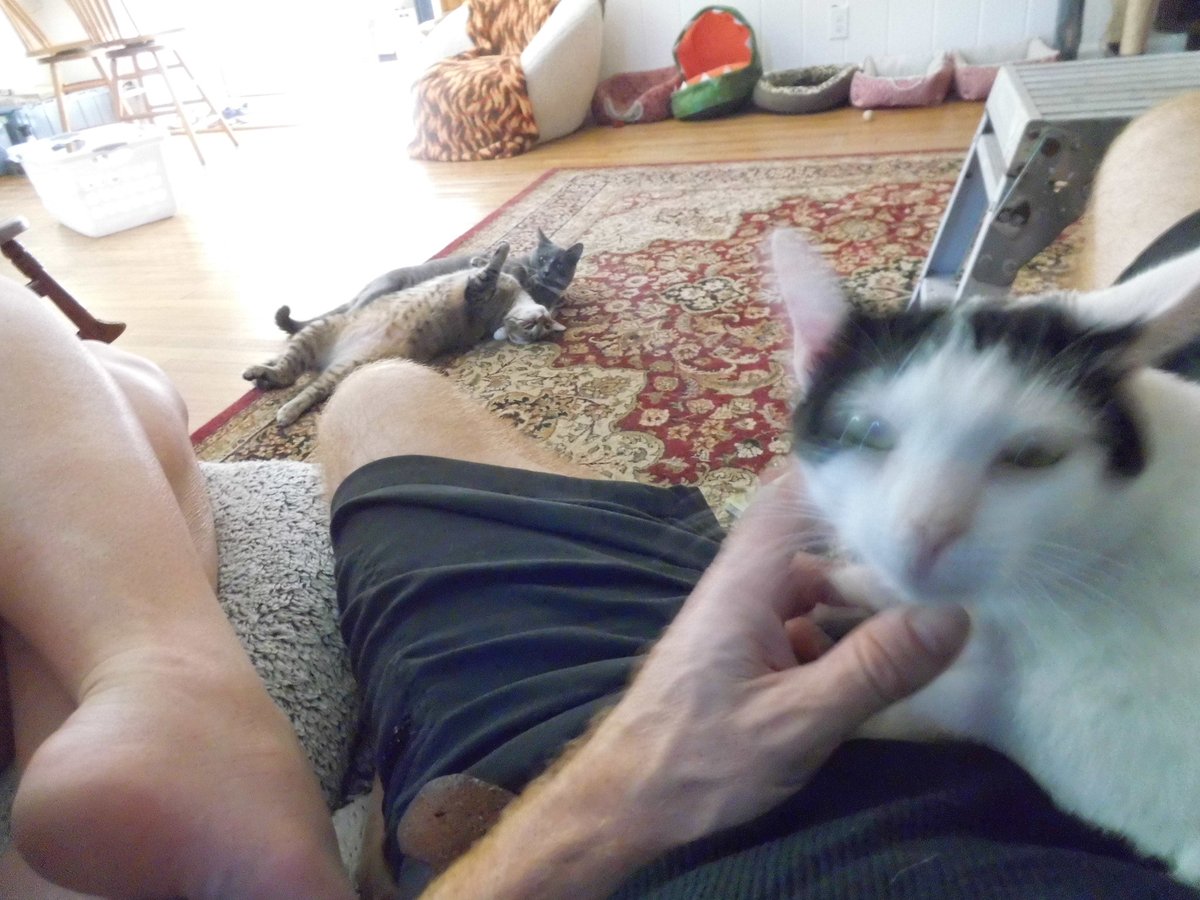 Pigpen🦁🐍 tweet media